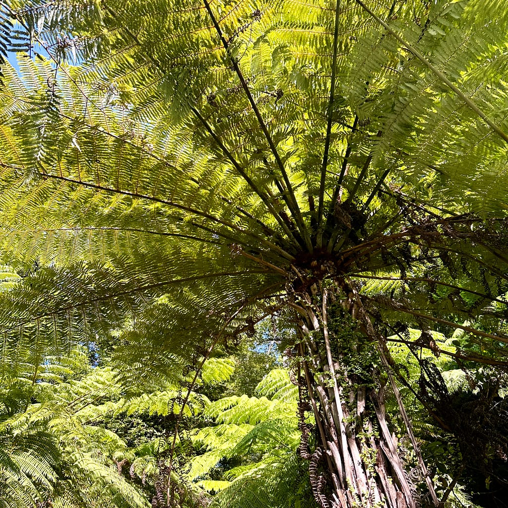 Green tree fern on the Abel Tasman Great walk