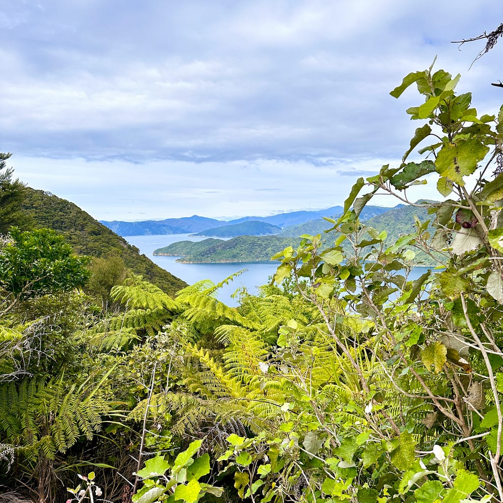 Queen Charlotte Track View