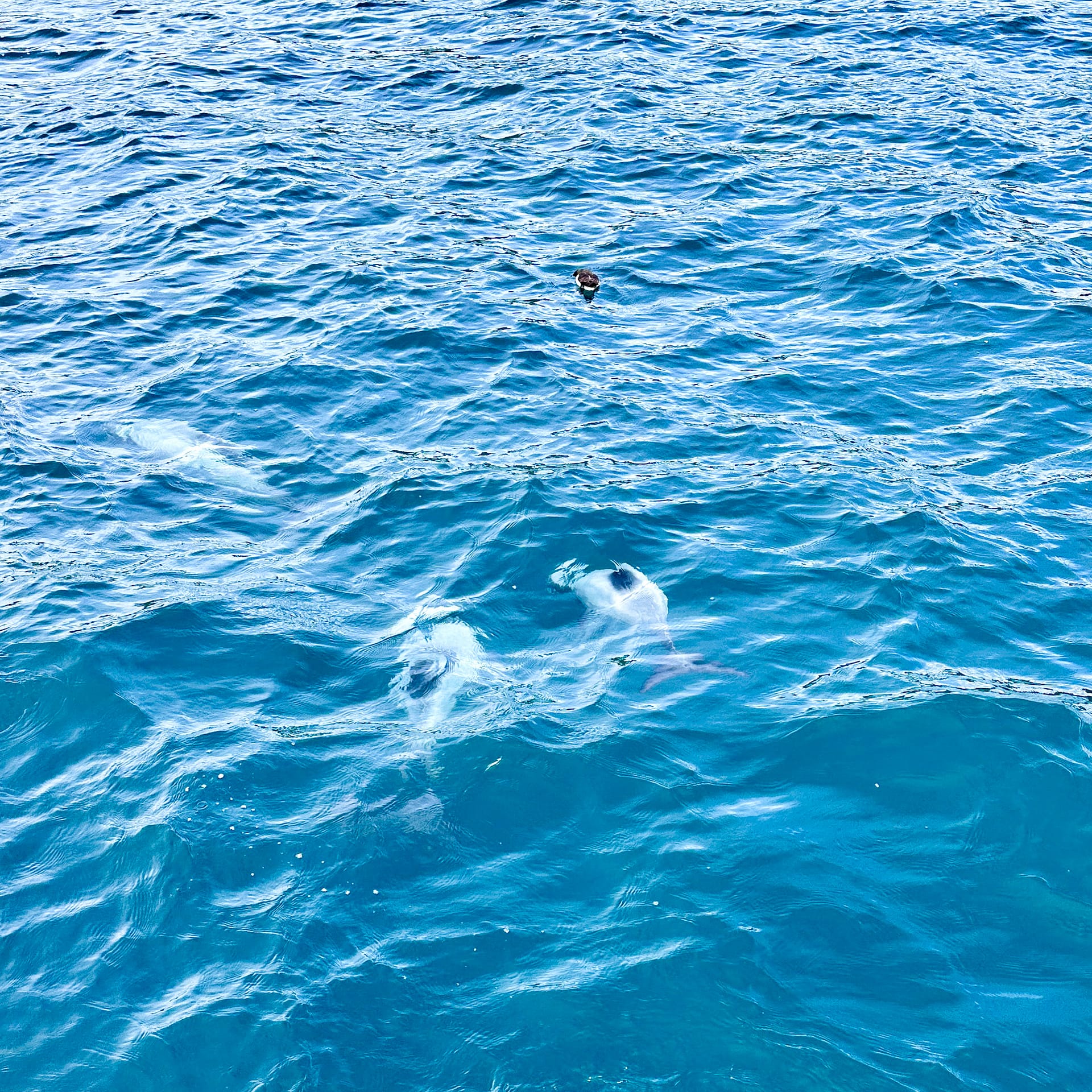 Maui Dolphins 