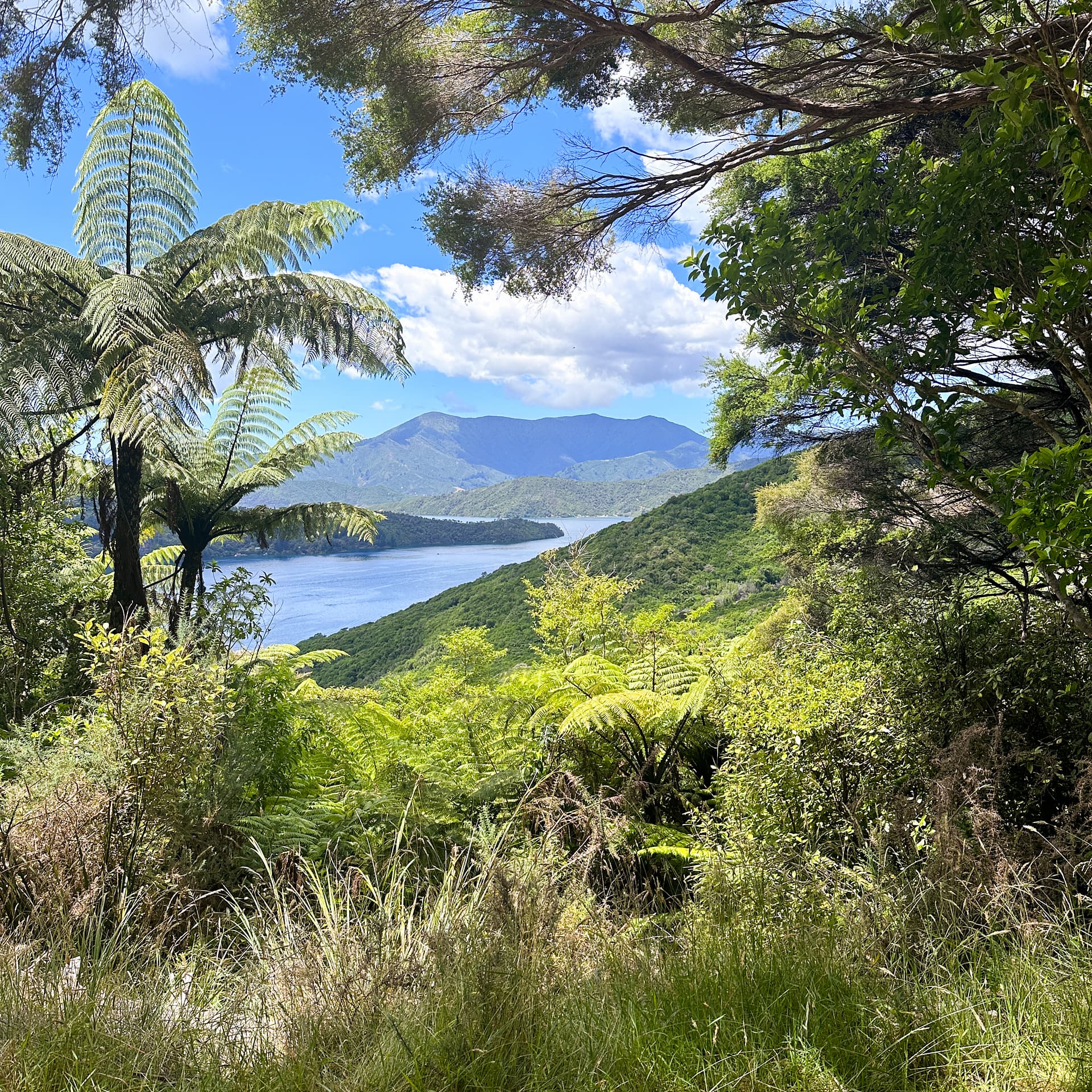Tree ferns and view of the sounds
